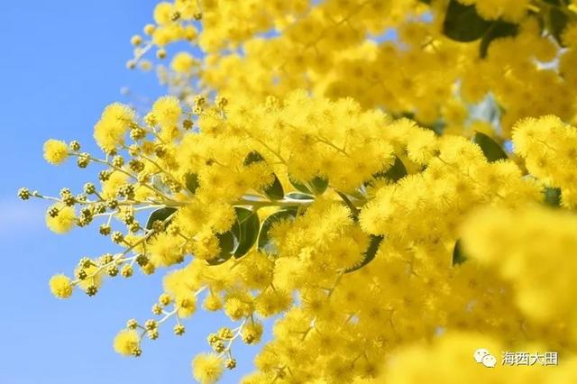 金合歡樹(acacia farnesiana),別名:絨花樹,鴨皂樹,刺球花,消息樹