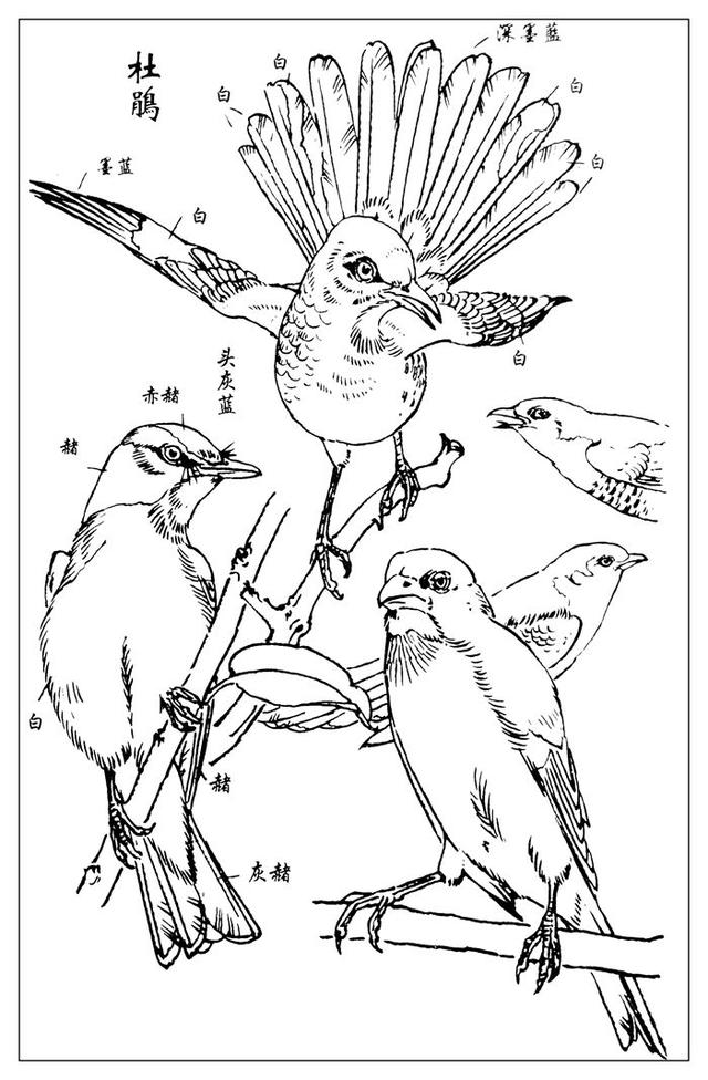 美术资料白描百鸟图谱欣赏第五辑