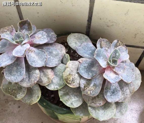 养了20盆多肉一个月之间多肉变僵尸白粉病真可怕