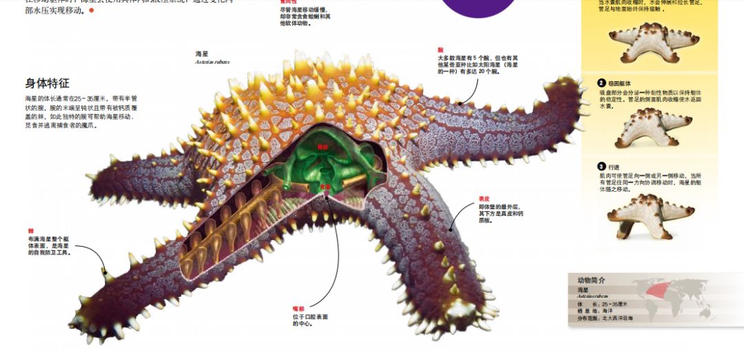 看看这只海星,它的完整外部形态是怎样,内部结构是怎样,都清晰地呈现