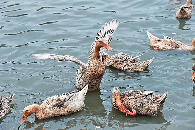 被央视持续报道探秘神秘的红树林下的美食你吃过吗