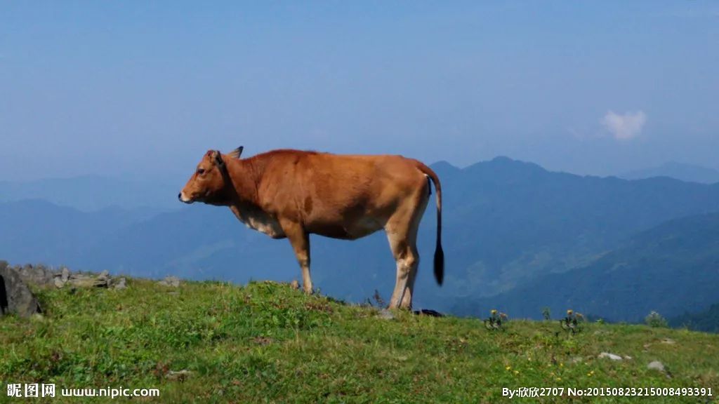 一头老牛的惊人之举