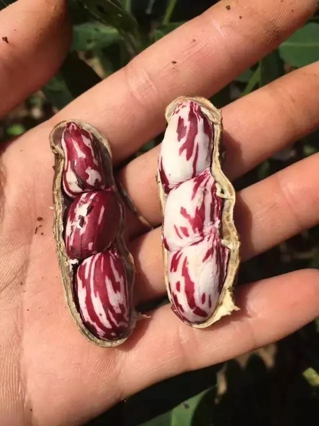 身披豹纹的七彩野地花生傣王御用贡品更甜更脆营养更高99的人都没吃过