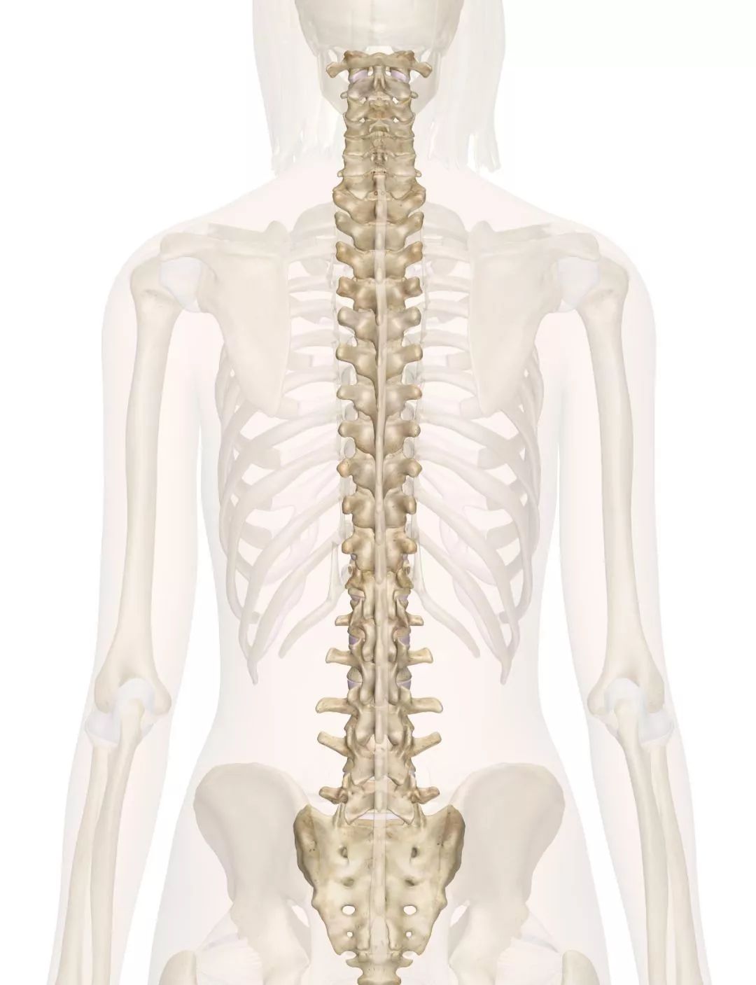 正常人的背脊骨图片图片