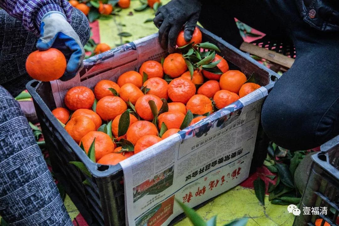 福清这个村福橘采摘画面震撼！销往全国...-搜狐大视野-搜狐新闻