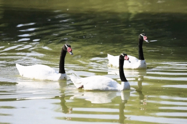 翅开婀娜映香荷"疣鼻天鹅疣鼻天鹅,黑天鹅湖面放养着数百只黑颈天鹅