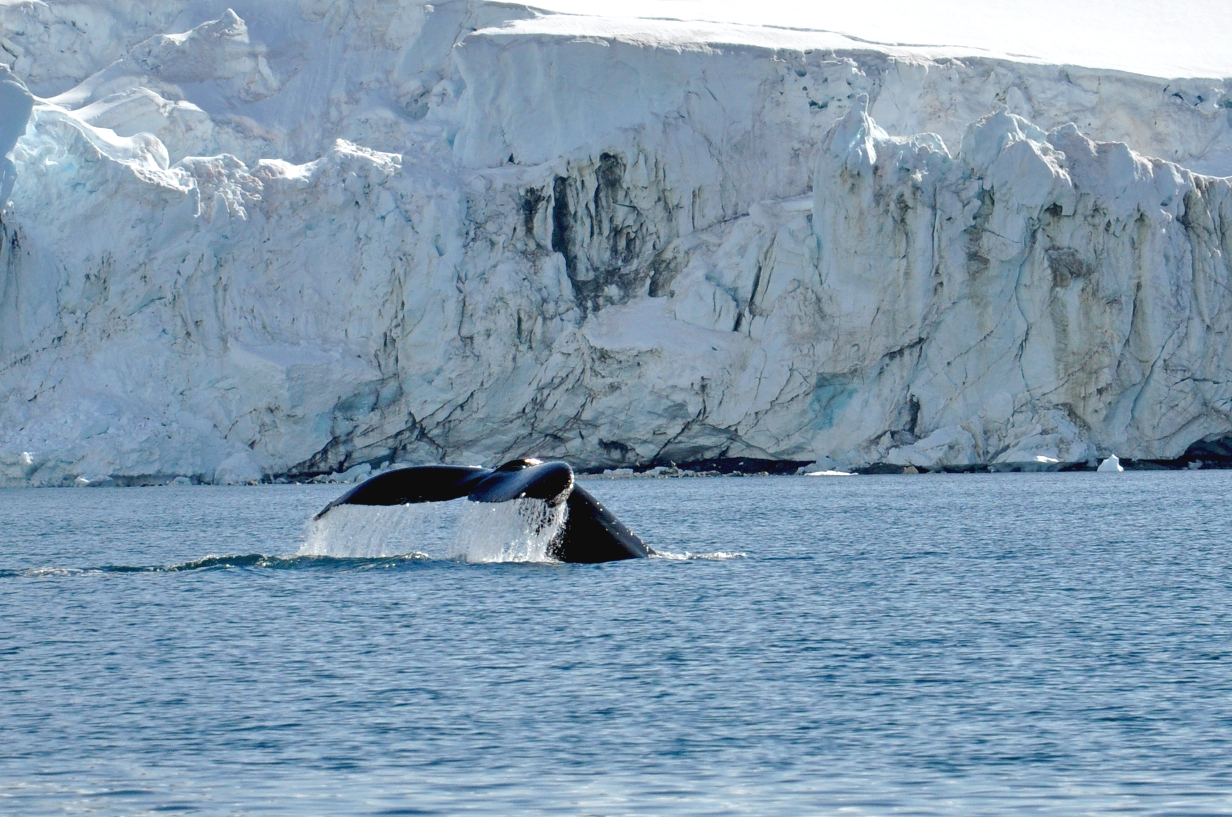 南极座头鲸图片