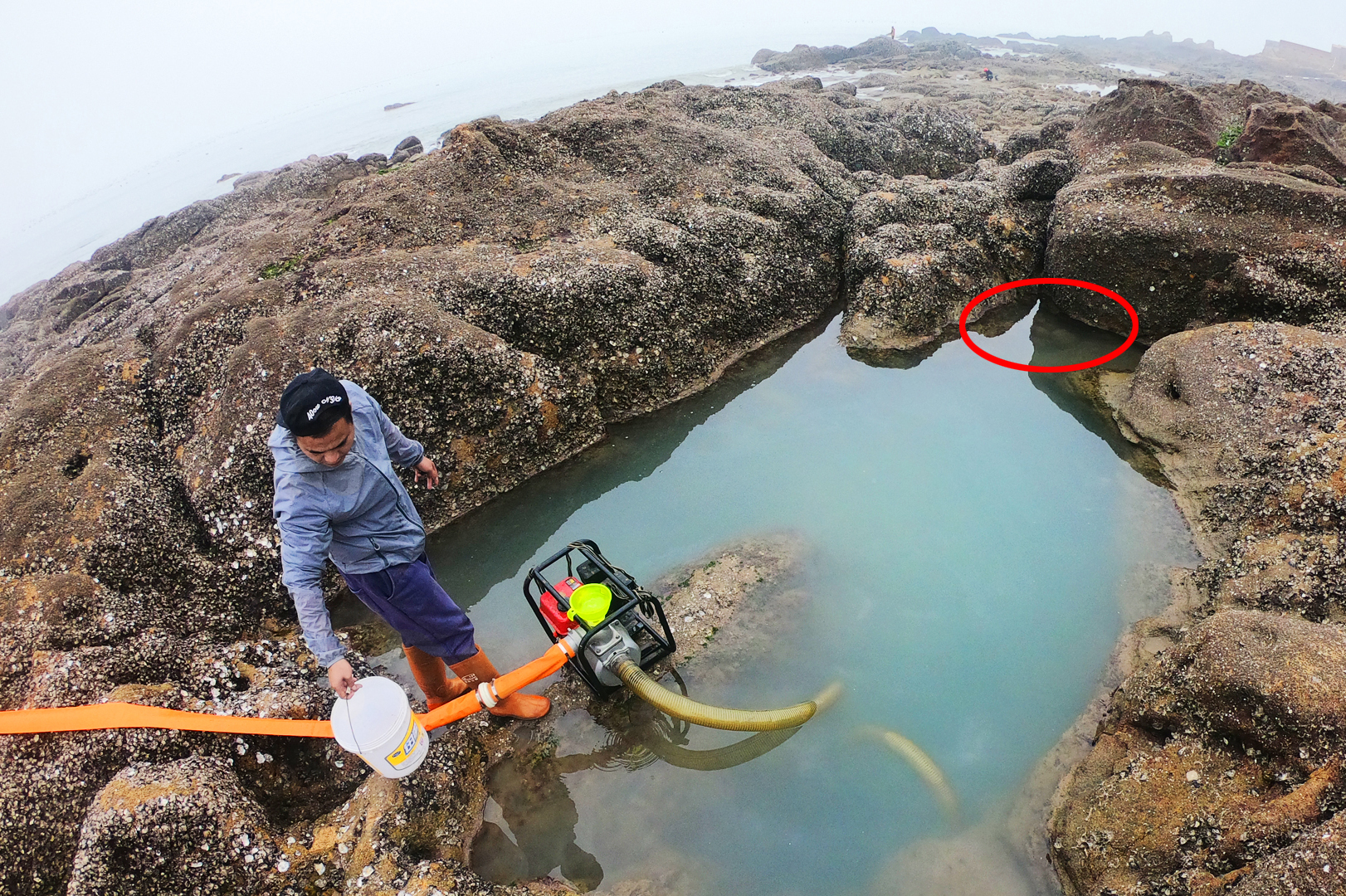 大熊置办年货就靠抽水机海边赶海抽水坑,年底海鲜涨价都不舍得卖