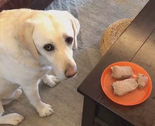 用牛肉测试狗狗会不会偷吃这狗成精了吧