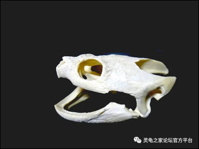 制作龟宠与爬宠的骨骼标本