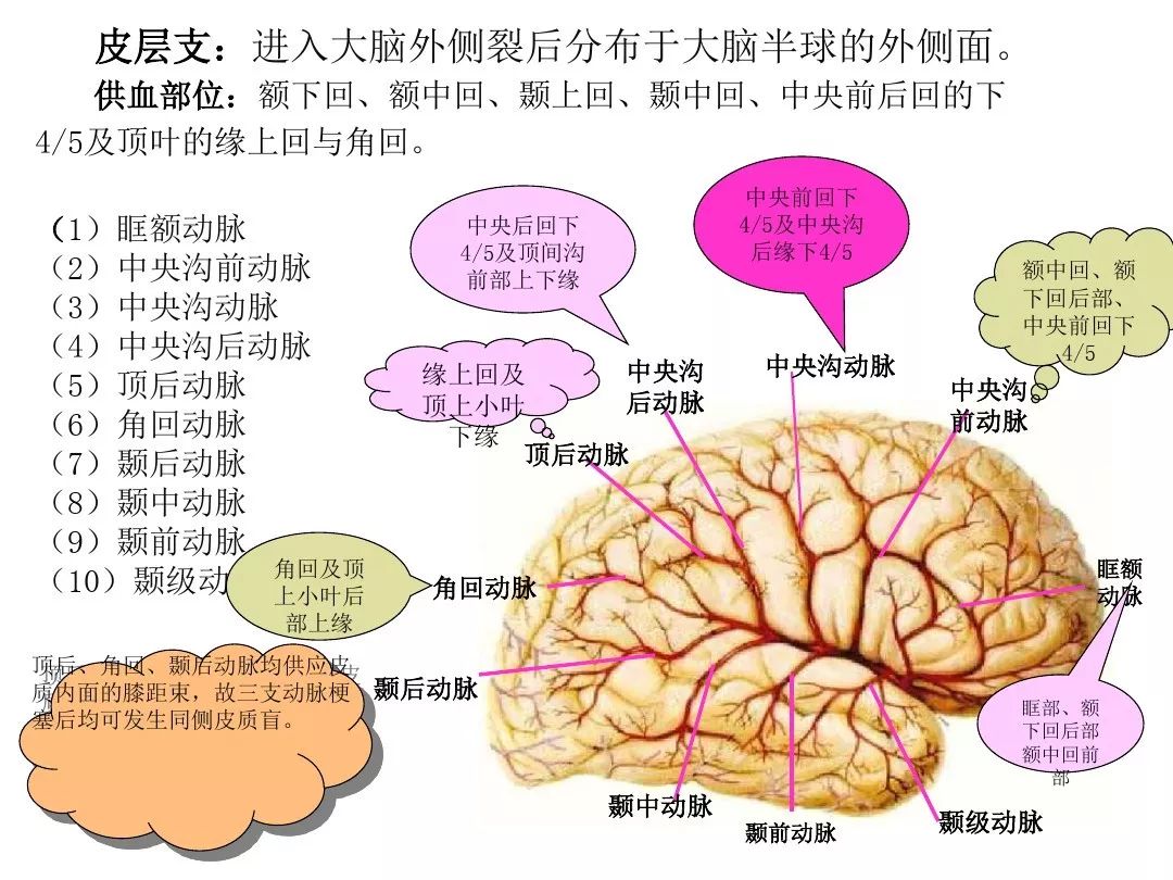 头颅脑血管解剖图图片