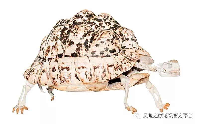 制作龟宠与爬宠的骨骼标本
