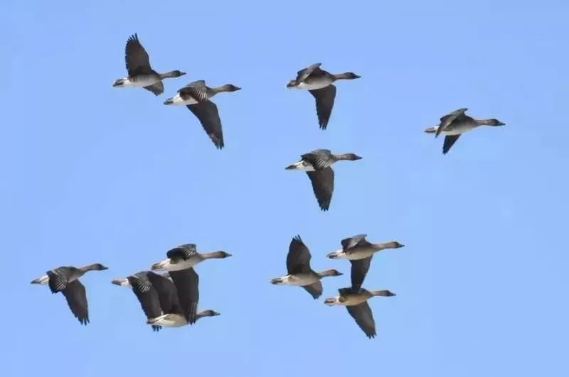 报告新看点丨"头雁""春雁"齐飞,喊你来加入!