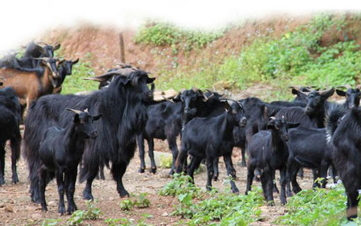 吃羊肉就吃黑山羊的羊原来盛产蒙山黑山羊的地址在我们熟悉这里