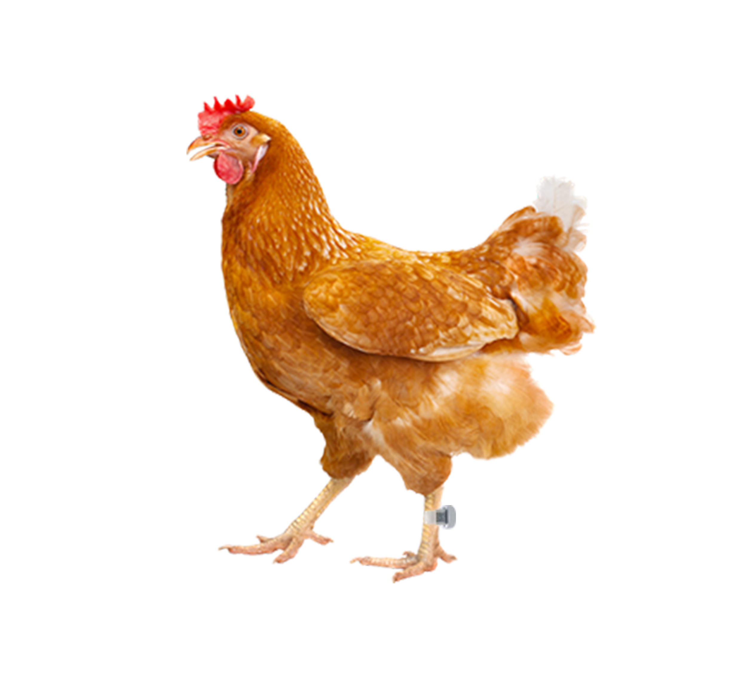 《东知集团》给鸡佩戴计步器脚环,你吃过可实时监控的富硒鸡肉吗