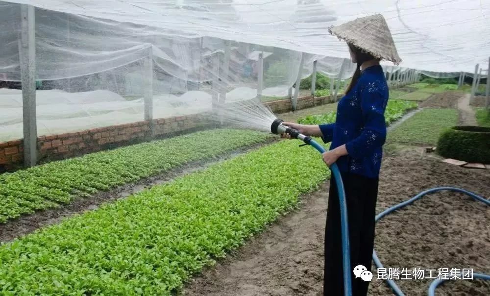 大棚蔬菜用肥