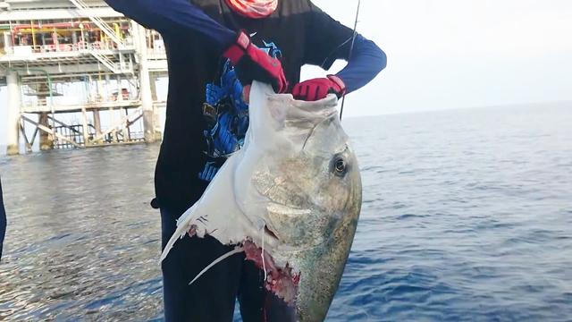 石油平台旁海钓几十斤的牛港鲹中途被鲨鱼咬掉了大半