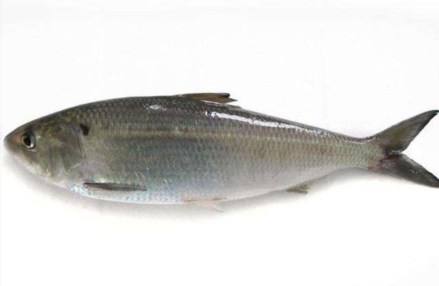 从未遇见,听闻已是传说,长江这种鱼曾是朝廷贡品,至今30年未见_鲥鱼