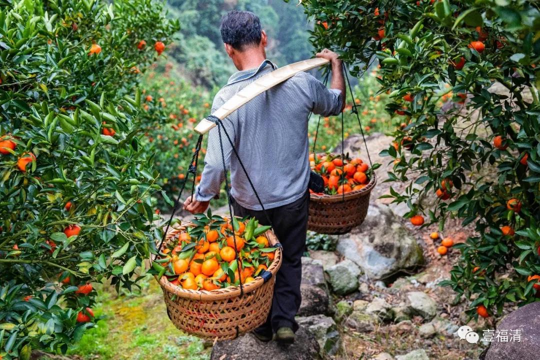 福清这个村福橘采摘画面震撼！销往全国...-搜狐大视野-搜狐新闻