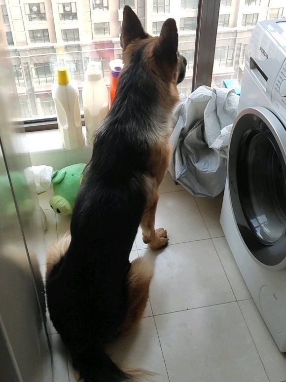 德牧嫌外面太冷,它不愿意出去玩,在阳台上看看外面就行了