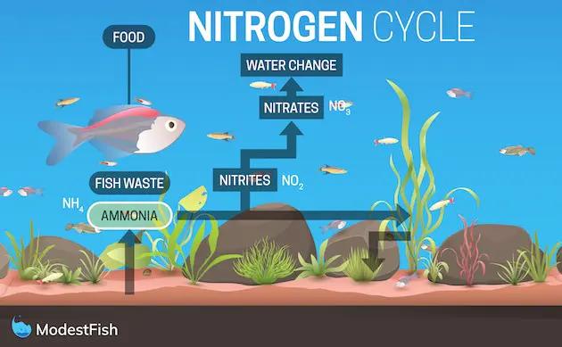 1了解氨氮循环水族初学者的渐进指南系列