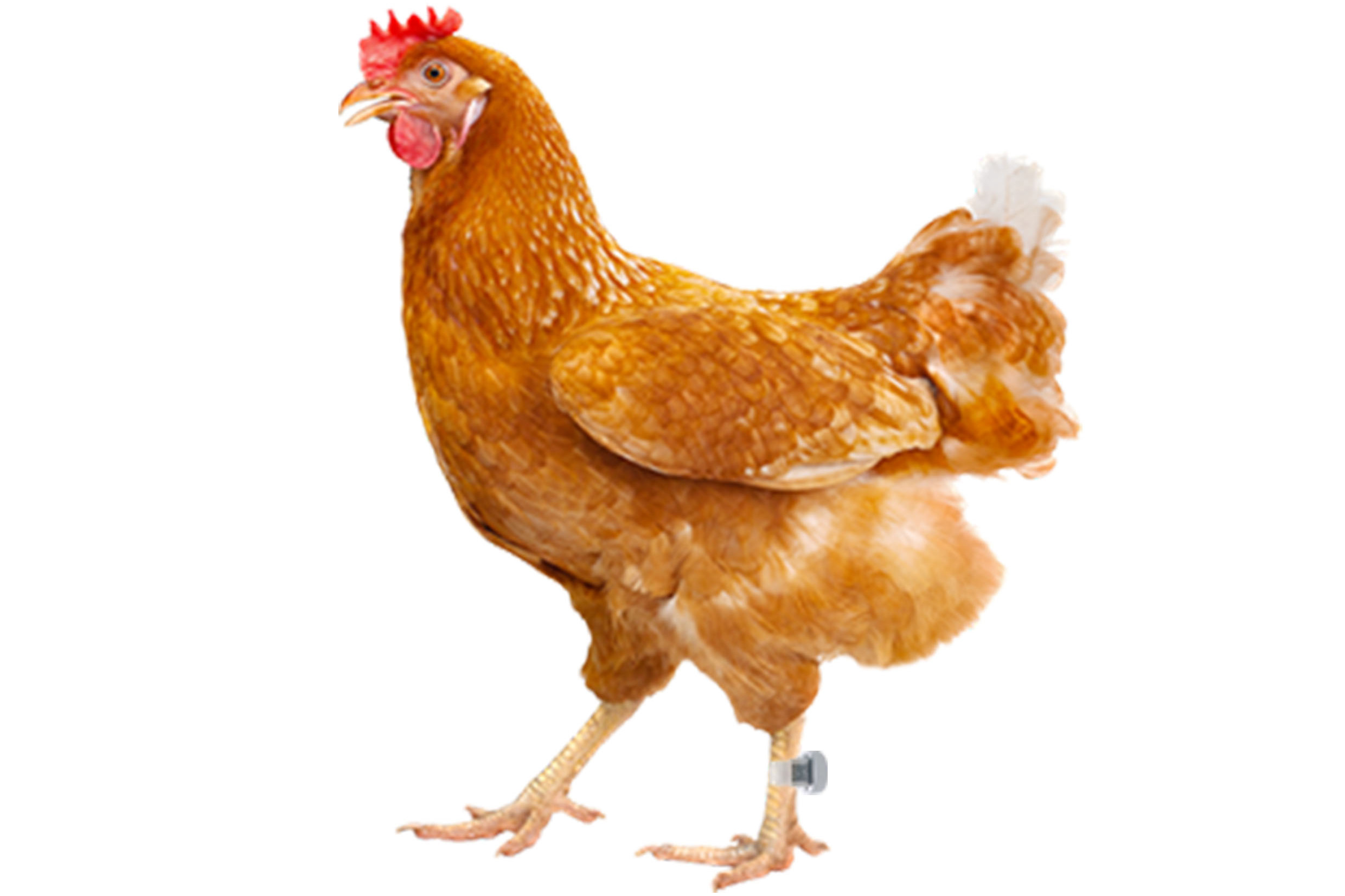 《东知集团》给鸡佩戴计步器脚环,你吃过可实时监控的富硒鸡肉吗