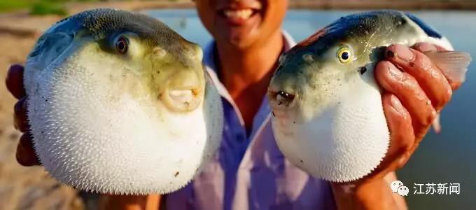 29斤鱼不翼而飞店主急了报警寻人有毒吃了小心出人命