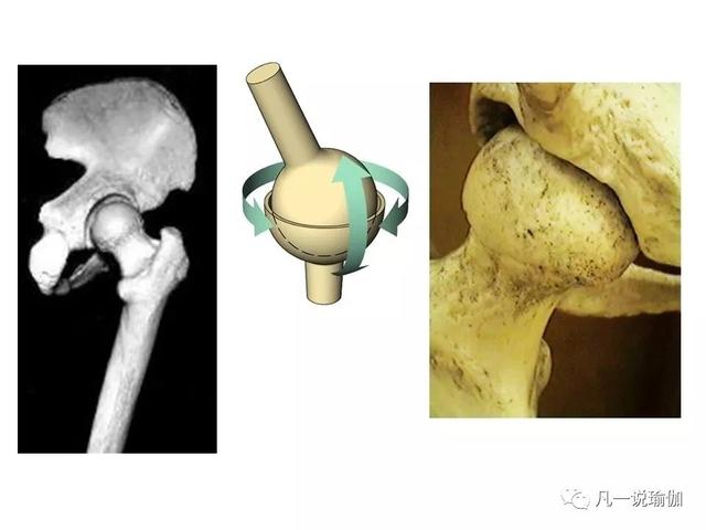 肩關節和髖關節的關節結構是一樣的,都是球窩關節.