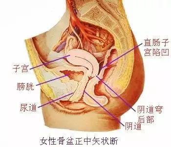 女性外生殖器指生殖器官的外露部分,又称外阴