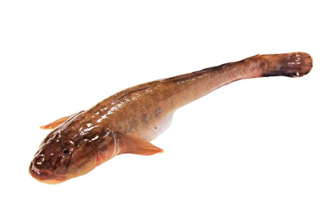 花手绢(背面)烹调:属于细鳞鱼,可以剥皮,但一般不做去皮 处 理,适合