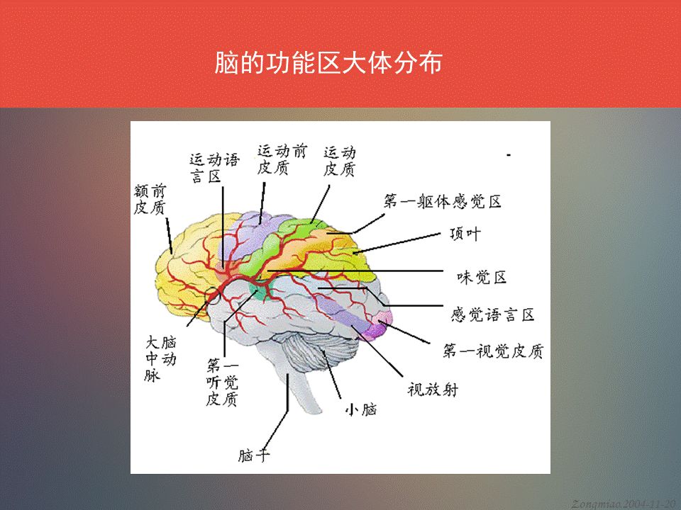 脑功能区解剖判读【收藏】