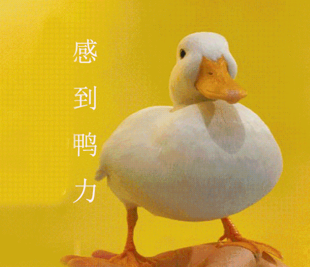 【网红柯尔鸭】哈尔滨首家撸鸭主题馆,恭喜这届鸭子终于不再只是道菜