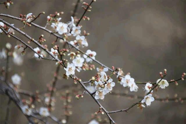 漫山遍野,美不胜收青梅花总是如期而至