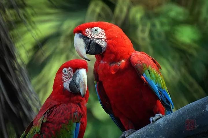 在紫莲,这里有几十种萌宠动物的联合派对 —— 孔雀,鹦鹉,大嘴鸟,鹩哥