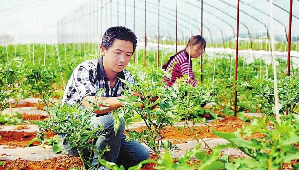 大理州着力拓宽群众就业创业渠道促增收促进农村产业融合发展