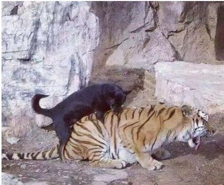 原创开心一刻狗子呀就今天你对老虎的行为够你吹一辈子的