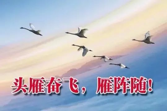 "头雁"领飞,"春雁"紧随.