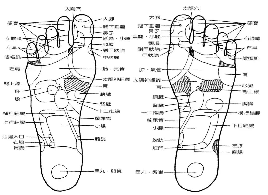 脚面结构图图片