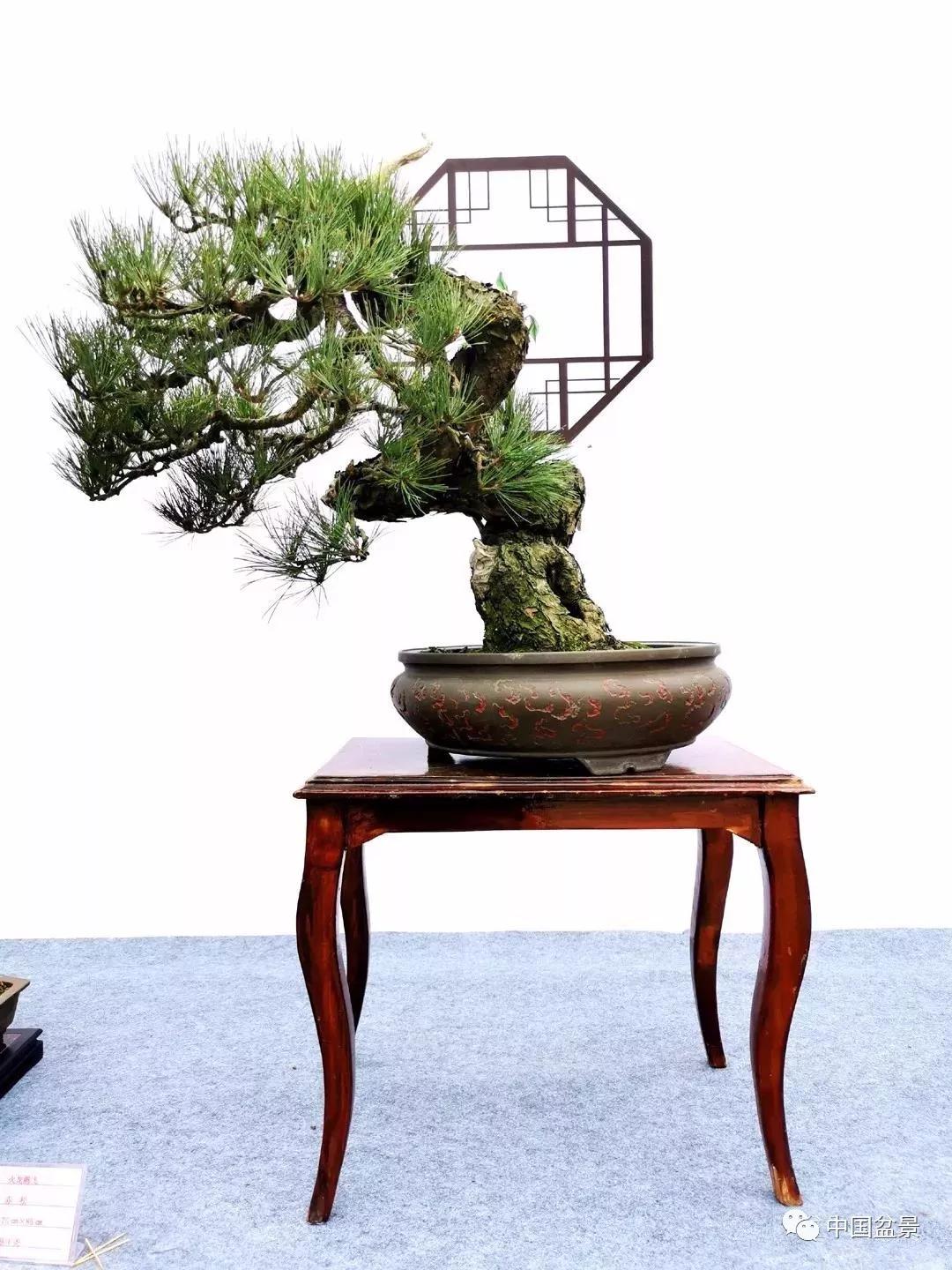 瑞安市第七届盆景艺术展金奖作品欣赏