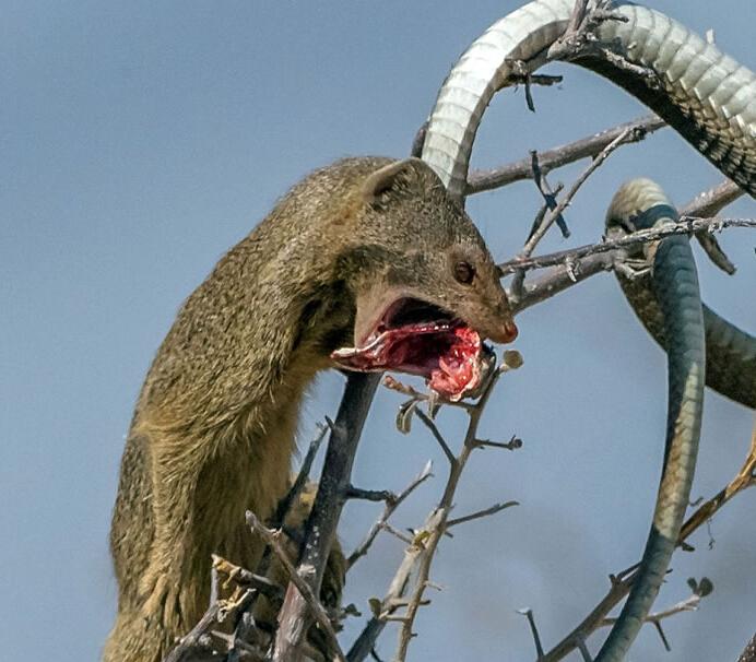 见到天敌之后,毒蛇主动向猫鼬发起攻击,猫鼬凭借着敏捷的身体巧妙的