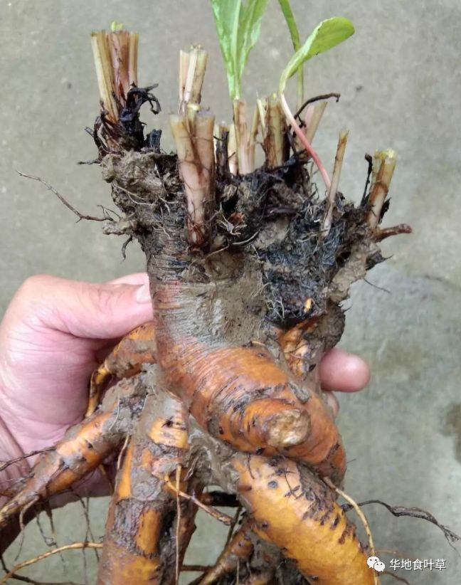 雄伟壮观的食叶草蛋白草根