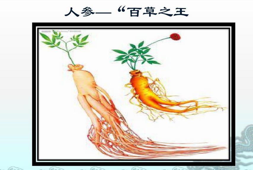 没想到这么强大_人参