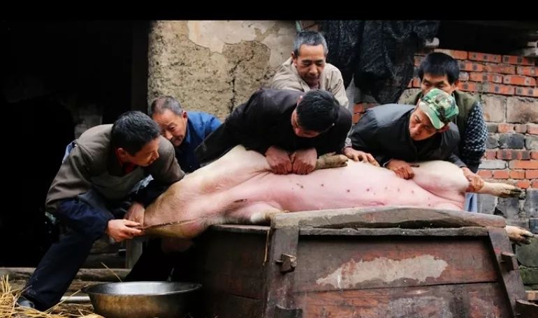 对不起,我要去云南吃杀猪饭了