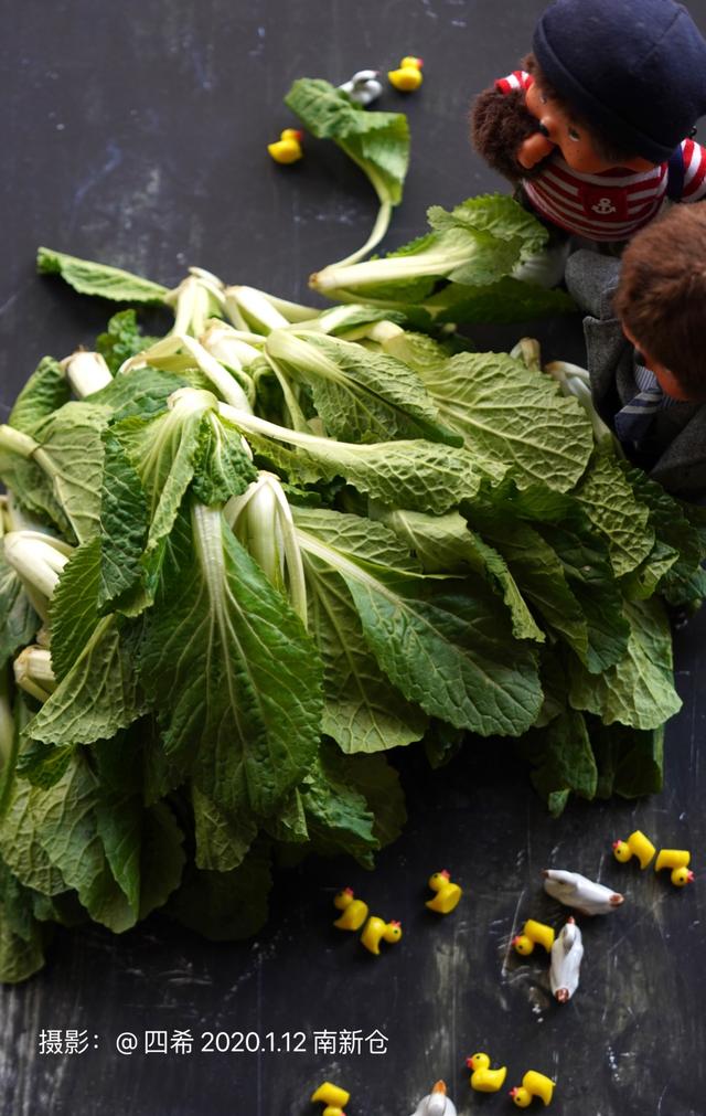 寒冬,震泽香青菜,鲜灵味美_of