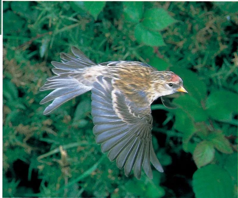 飛翔的鳥雀類