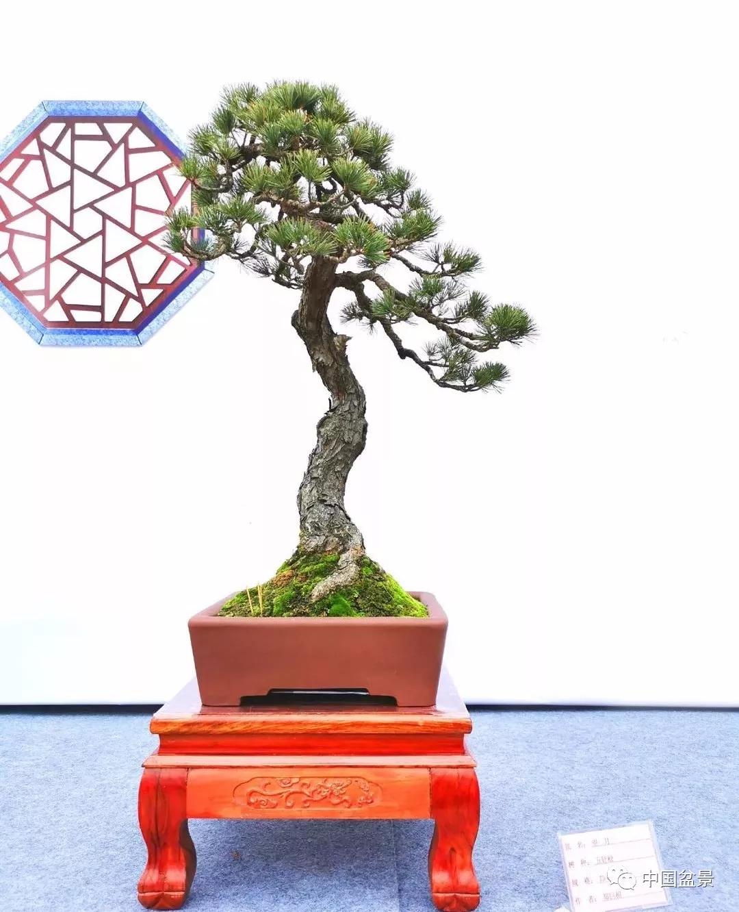 瑞安市第七届盆景艺术展金奖作品欣赏