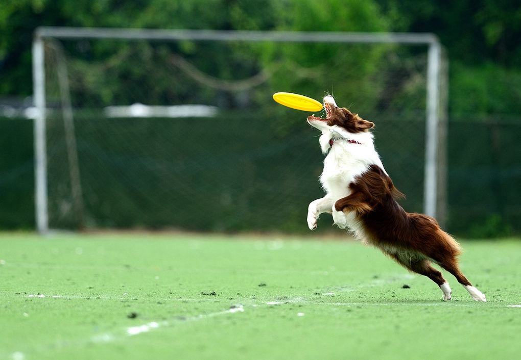 如何挑选适合自己的幼犬什么样的小狗好训练看完您就懂了