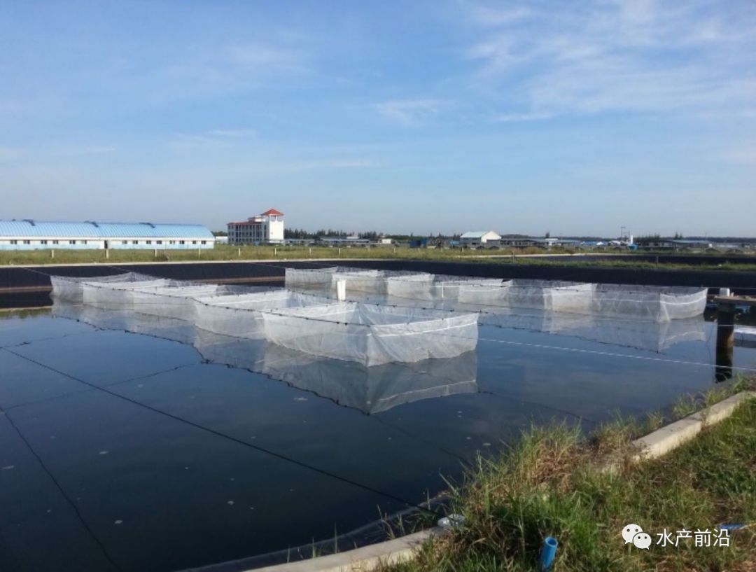 做专业的现代化育种公司水产前沿:近年来,无论是南方还是北方,养殖很