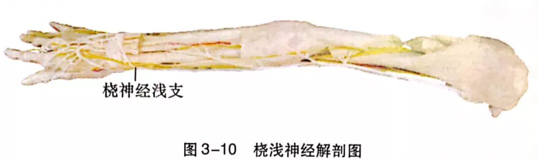 桡神经卡压的解剖学分析与查体及治疗定点_前臂