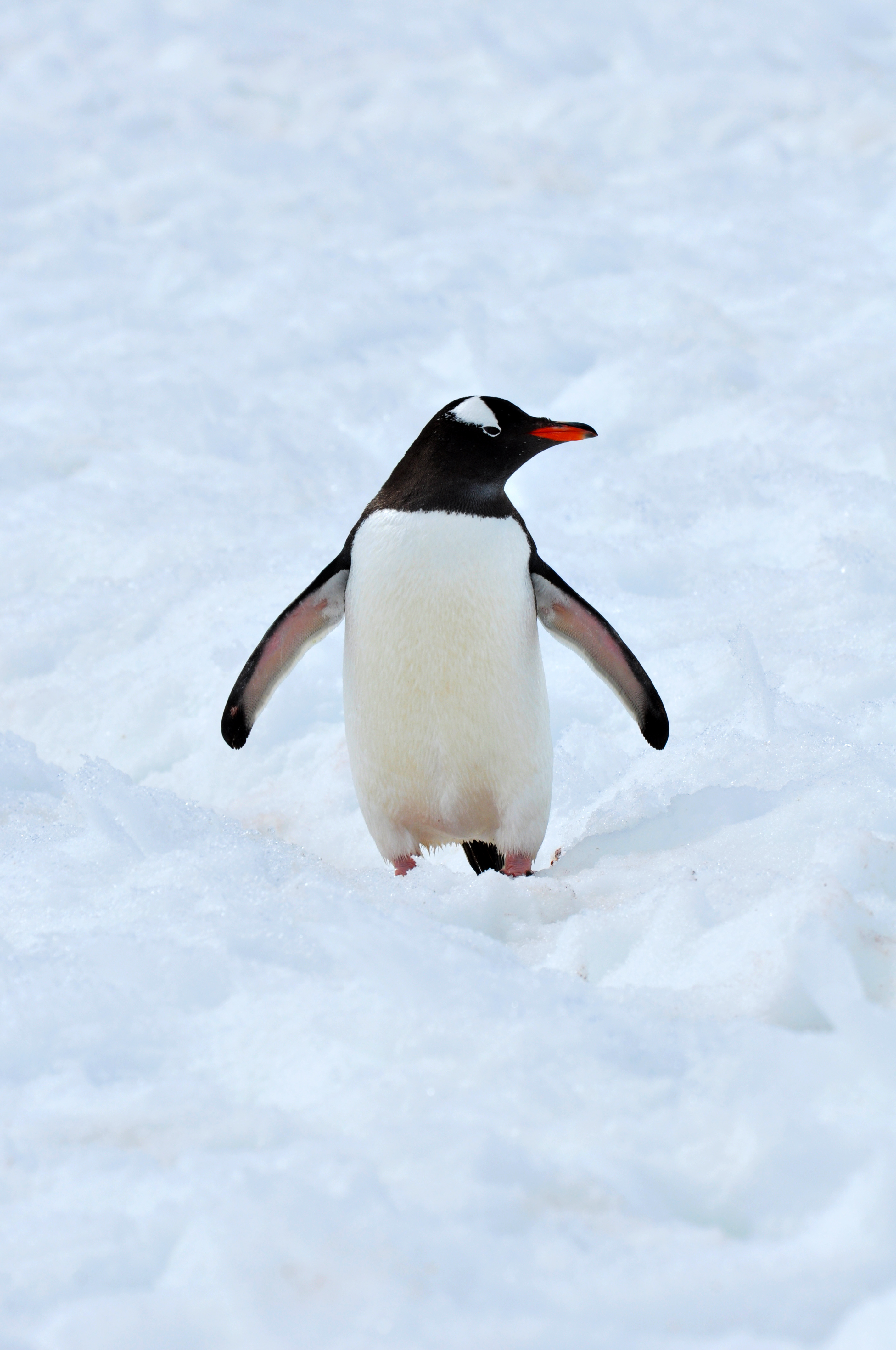 南极揽胜(十五)动物篇之巴布亚企鹅